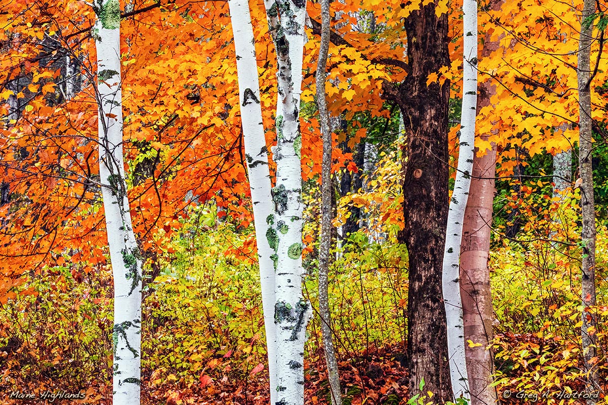 White Birch Trees with yellow and Orange Maple Leaves