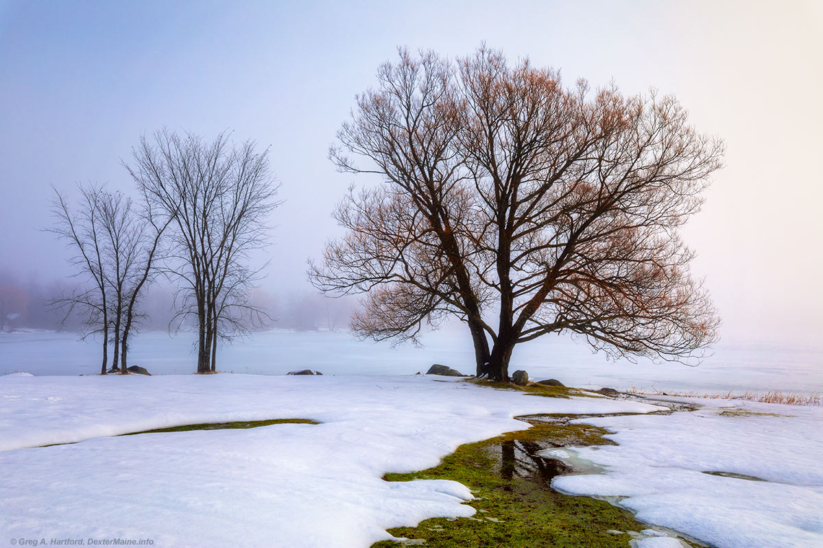 Snow & Trees next to Lake Wassookeag in Dexter, Maine during early December