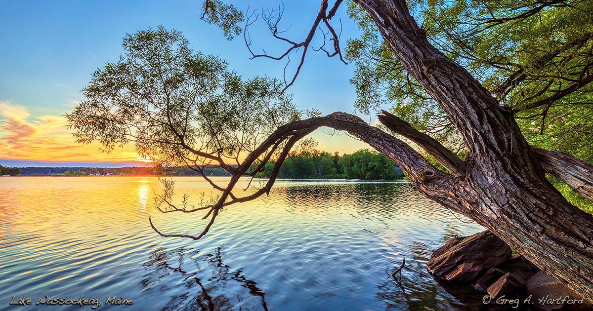 Lake Wassookeag Sunset with Silhouette of Tree