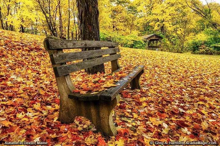 A park bench covered with leaves
