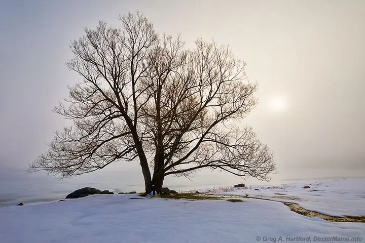 Rising sun in heavy fog & snow with silhouette of tree at Lake Wassookeag